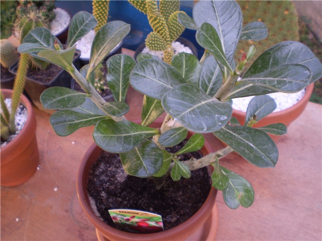 adenium